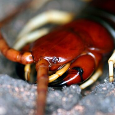 Сколопендра, вид с головы