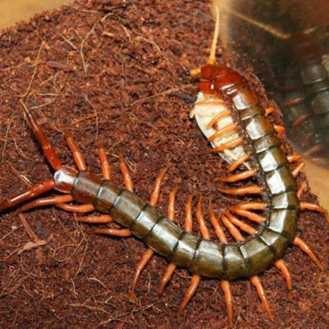 Сколопендра домашняя