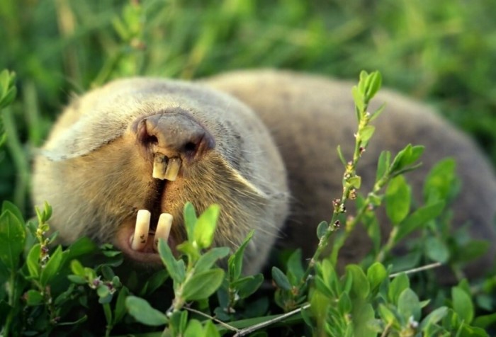 Грызуны: список видов с названиями