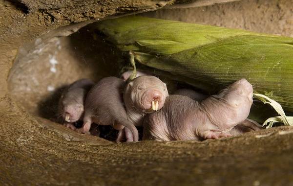 Слепыш-животное-Описание-особенности-виды-образ-жизни-и-среда-обитания-слепыша-10