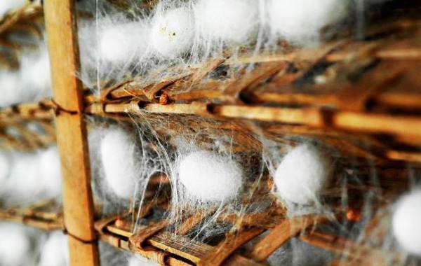 Тутовый-шелкопряд-насекомое-Описание-особенности-виды-и-среда-обитания-шелкопряда-20