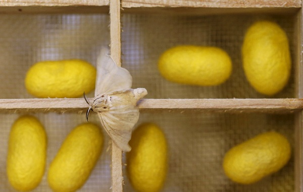 Тутовый-шелкопряд-насекомое-Описание-особенности-виды-и-среда-обитания-шелкопряда-23