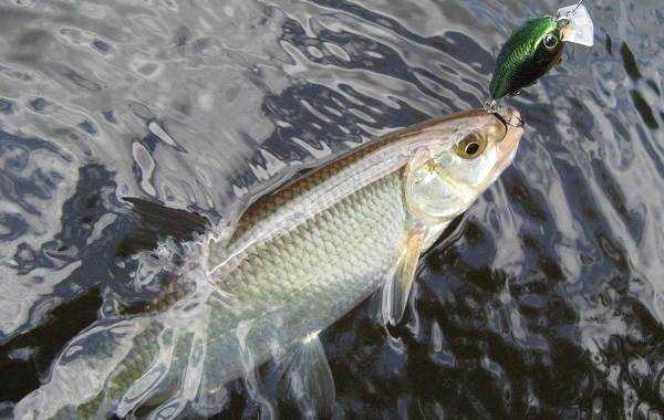 Уклейка-рыба-Описание-особенности-виды-образ-жизни-и-среда-обитания-уклейки-9