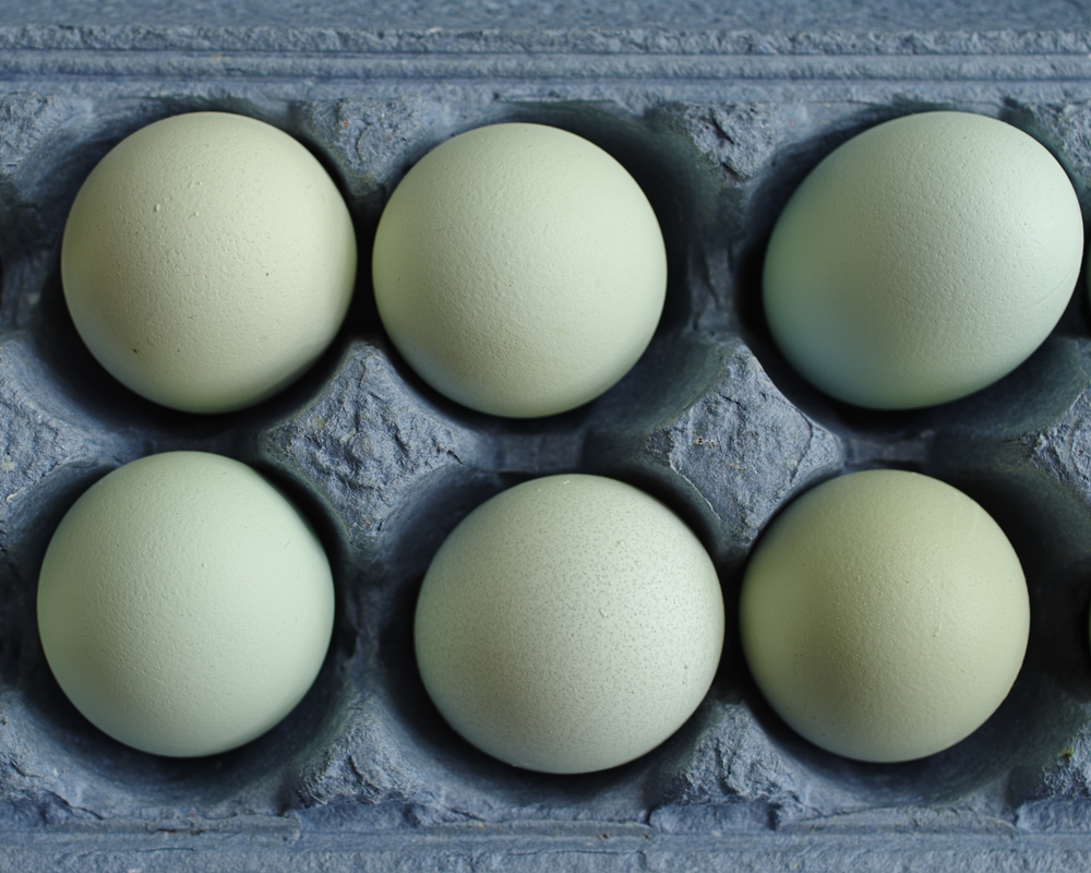 яйца араукана