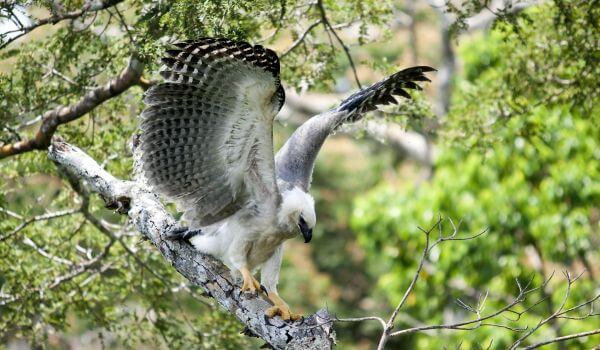 Фото: Южноамериканская гарпия животное Фото: Южноамериканская гарпия животное
