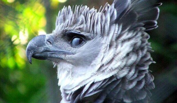 Фото: Птица южноамериканская гарпия