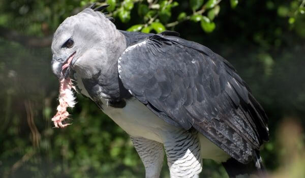 Фото: Южноамериканская гарпия в природе