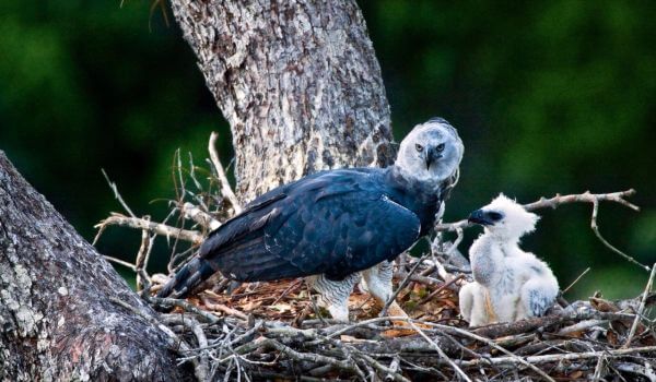 Фото: Птенец южноамериканской гарпии