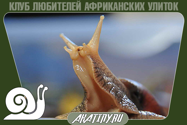 zahcem-ulitke-belkovii-korm-3548935