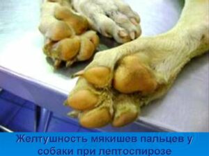 желтушность