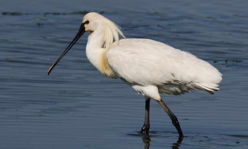 Птицы Краснодарского края: скесторк Птицы Краснодарского края: скесторк