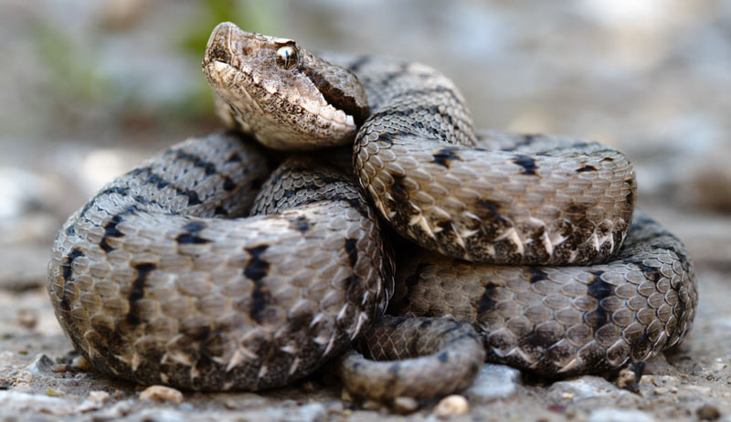 Змеи Кавказа: Гадюка настоящая