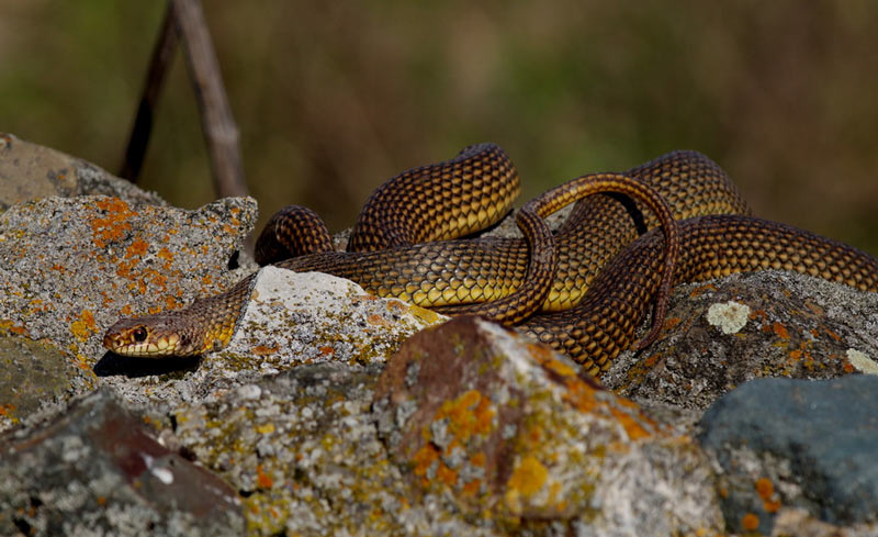 Змеи Кавказа: Желтобрюхий полоз