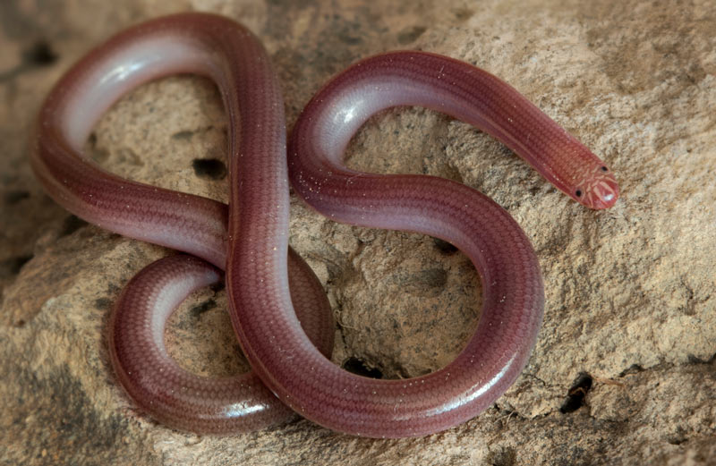 Змеи Кавказа: Червеобразная слепозмейка