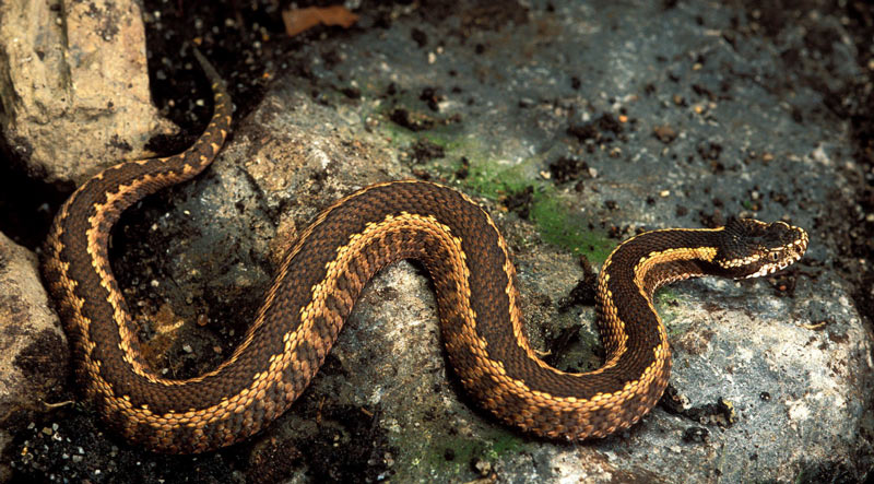 Змеи Кавказа: Гадюка Динника