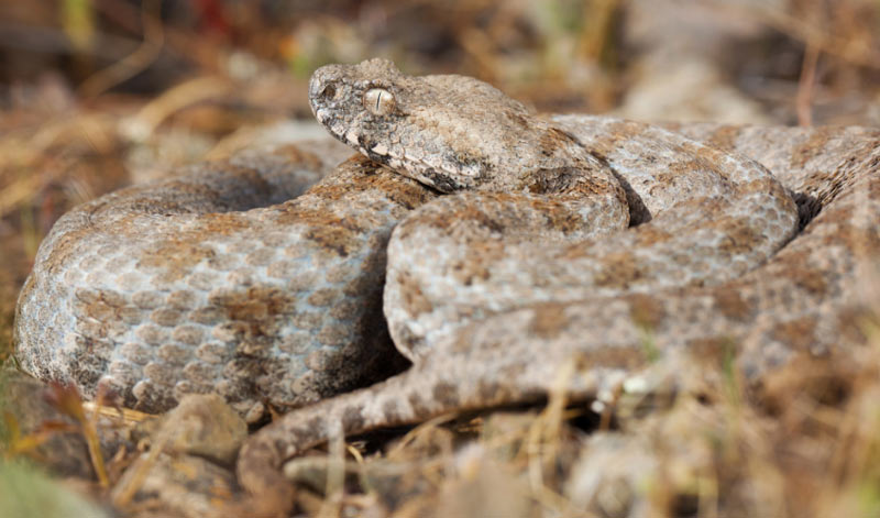 Змеи Кавказа: Гюрза