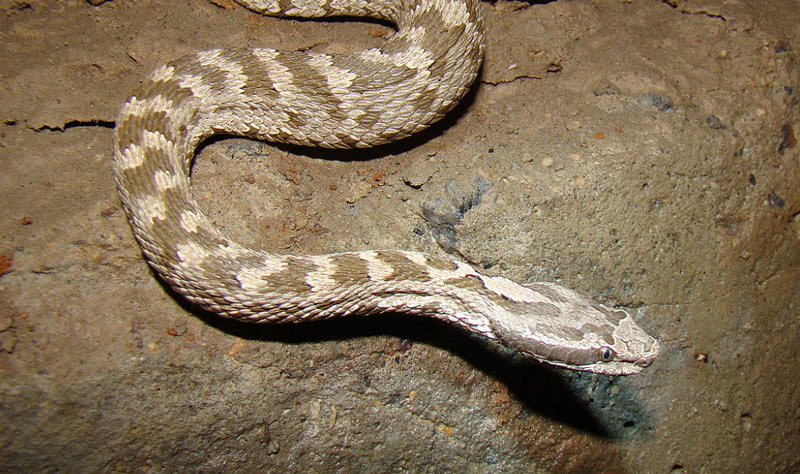 Змеи Кавказа: Щитомордник