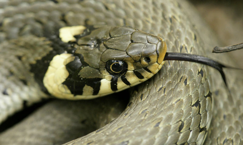 Змеи Кавказа: Уж обыкновенный