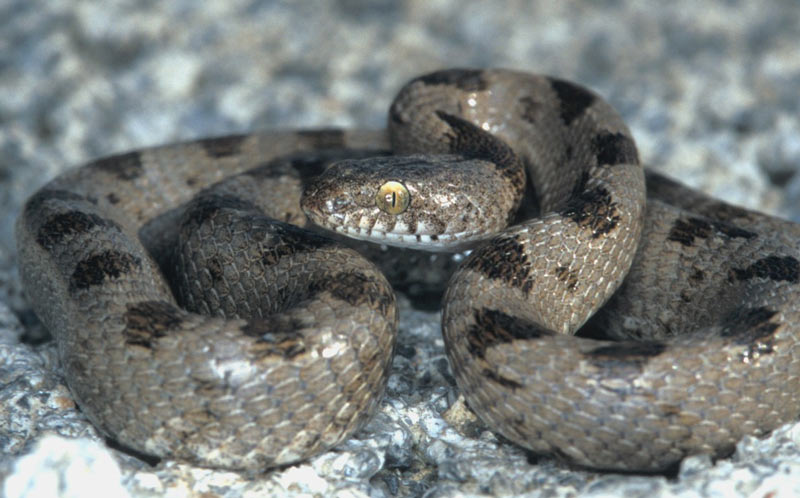 Змеи Кавказа: Кошачья змея