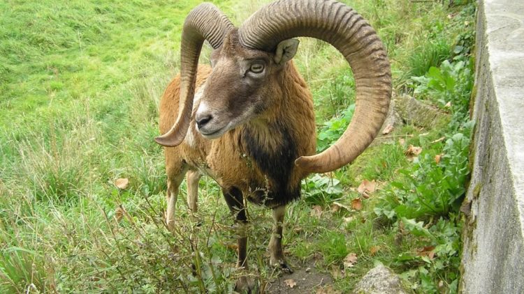 Муфлон: описание, ареал, рацион, враги, популяция