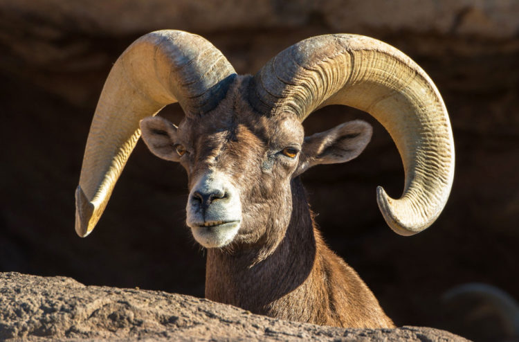 Горный баран – фото, описание, ареал, питание, размножение, враги