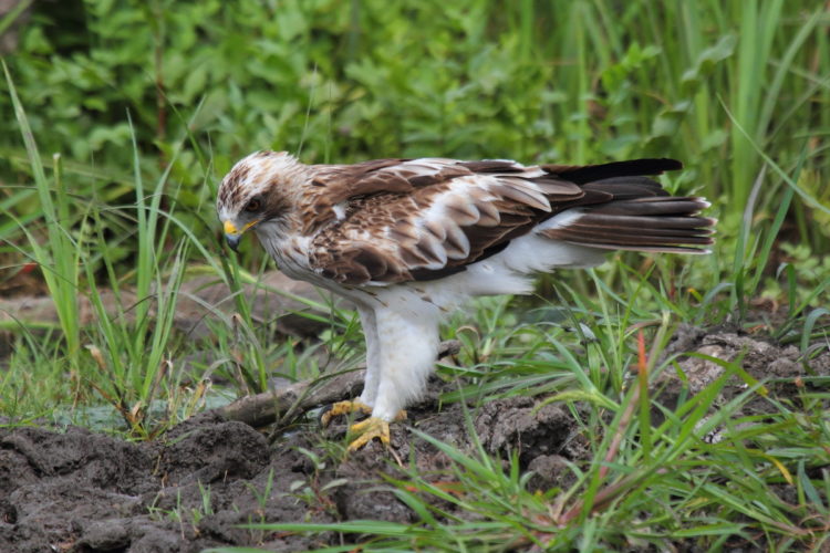 Орел-карлик: образ жизни, где обитает