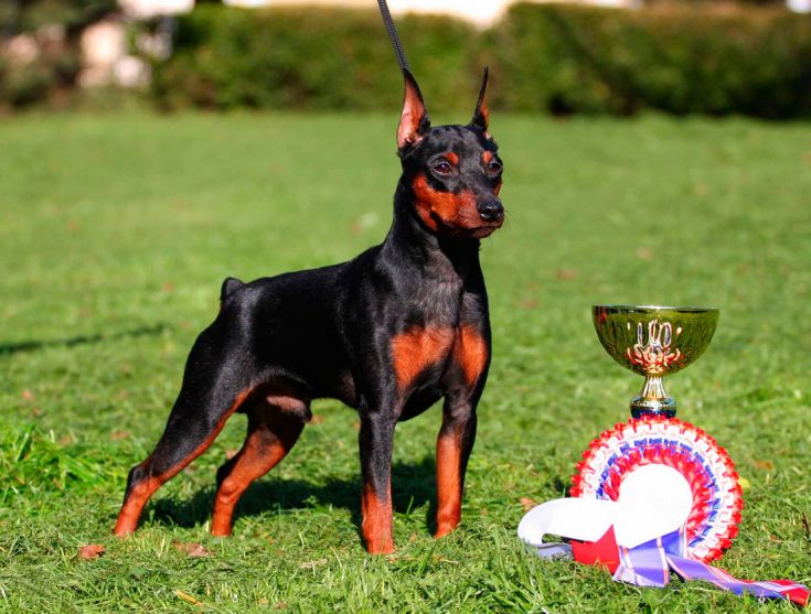 Стандарты породы