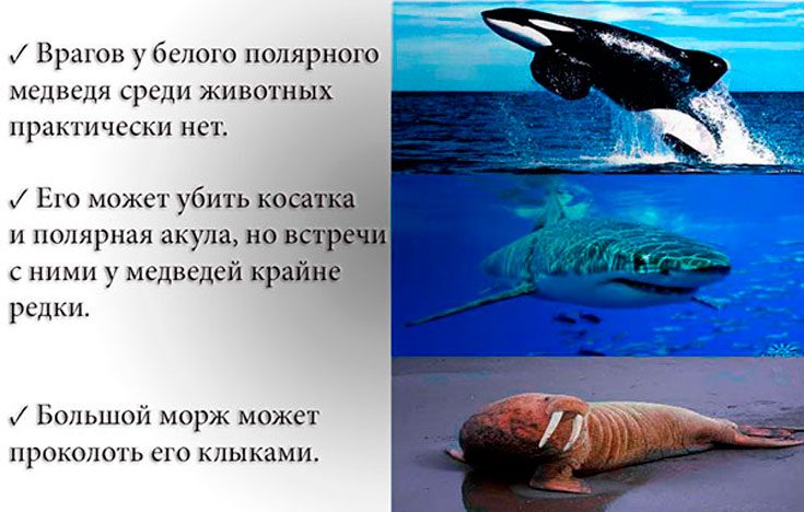 белые медведи враги