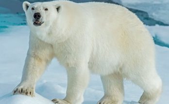 Белый медведь