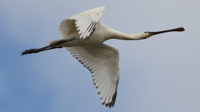 Обыкновенная колпица описание птицы, особенности, виды, среда обитания