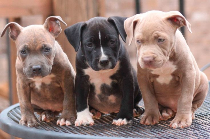 Питбуль (американский питбультерьер) - описание породы, характер и уход