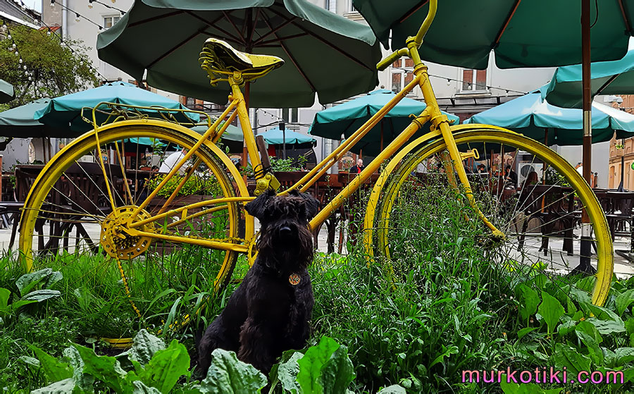 черный цвергшнауцер