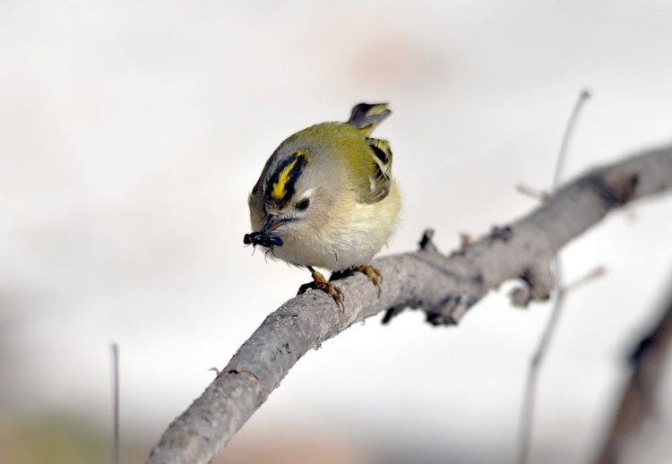 Желтоголовый королёк