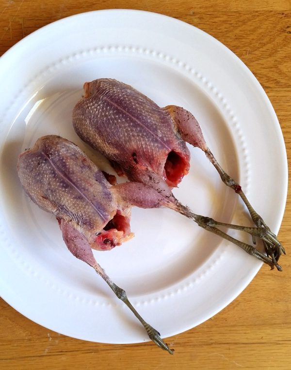 Черная утка с белым клювом (Лысуха): описание, места обитания