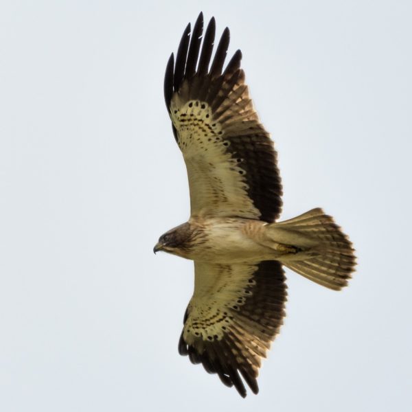 Орел-карлик: образ жизни, где обитает