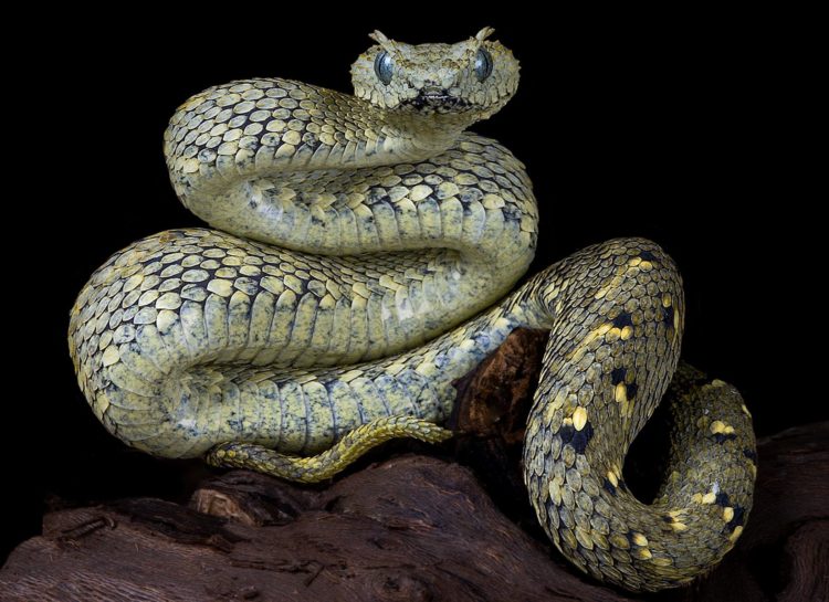 Змеи Кавказа: виды, описание