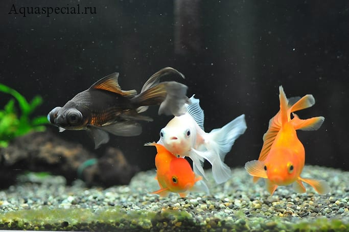 Совместимость золотых рыбок