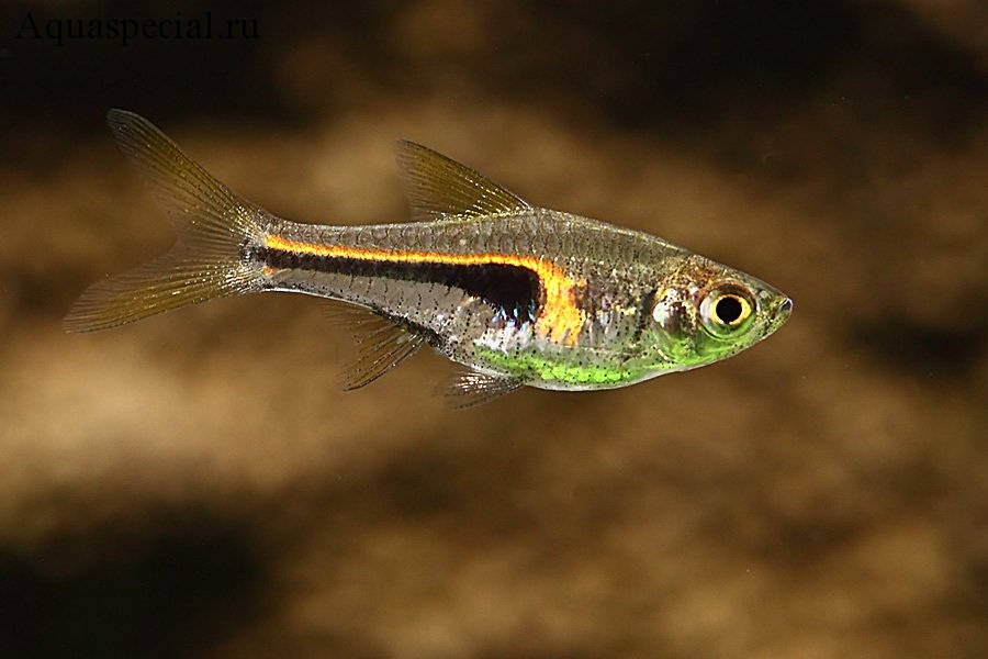 Расбора хенгеля