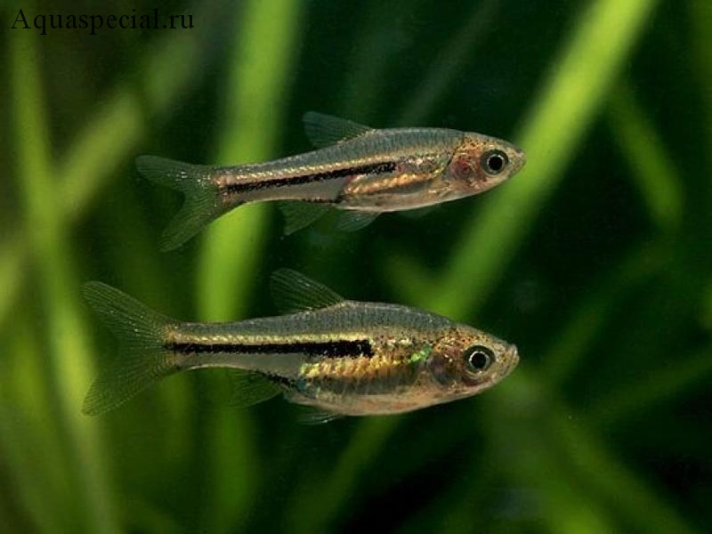 Расбора сомфонгси