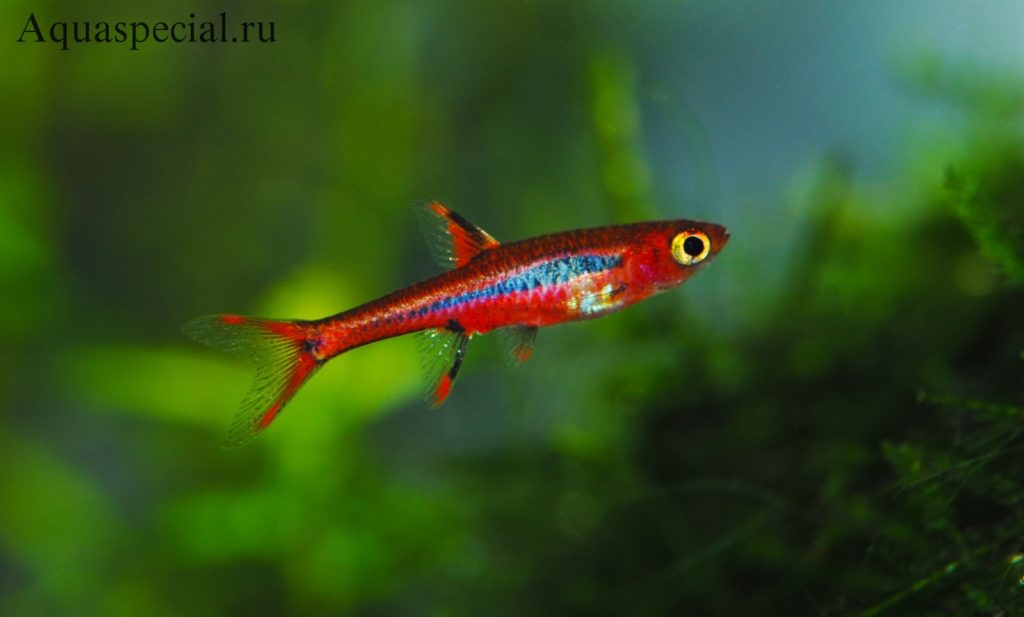 Расбора Бригитты