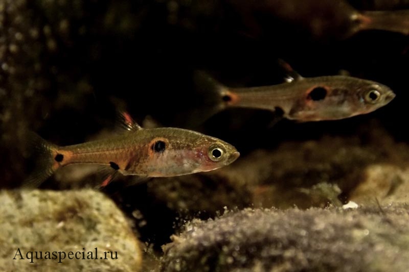 Расбора крошечная