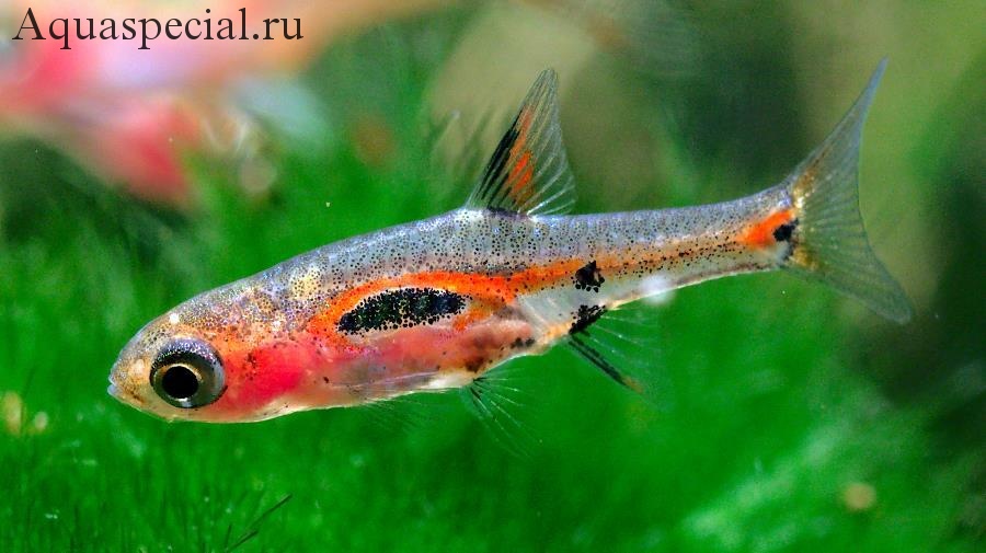 Расбора мера