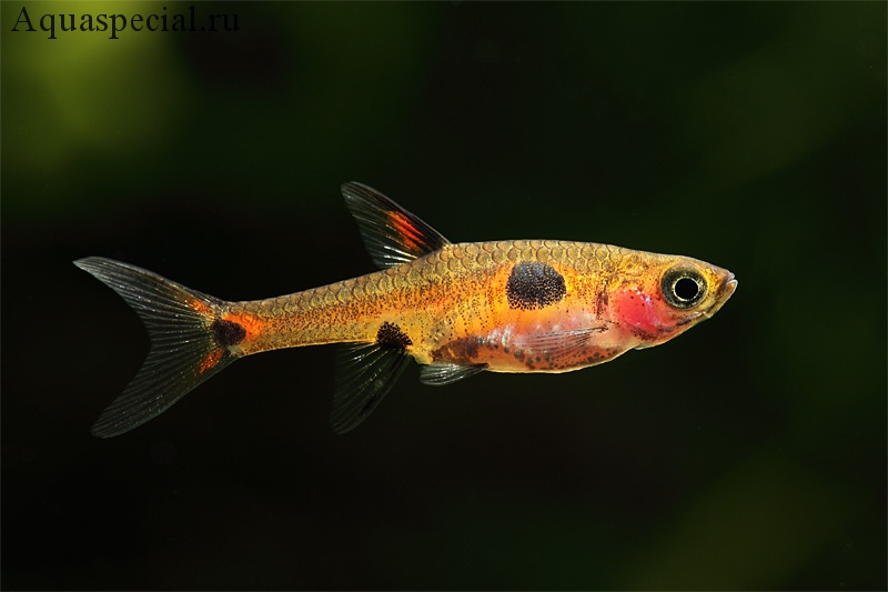 Расбора пятнистая