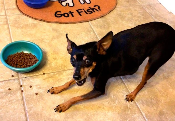 Чем кормить миниатюрного пинчера