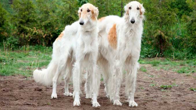 Русская псовая борзая — описание, характер и все о породе РПБ