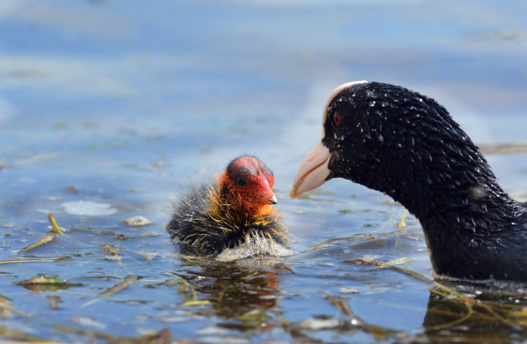 Черная утка с белым клювом (Лысуха): описание, места обитания