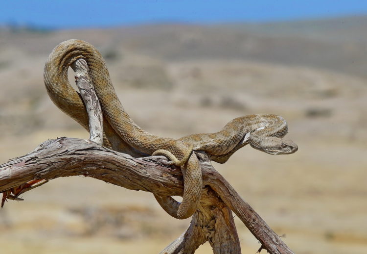 Змеи Кавказа: виды, описание