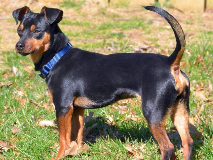 Болезни и дефекты породы