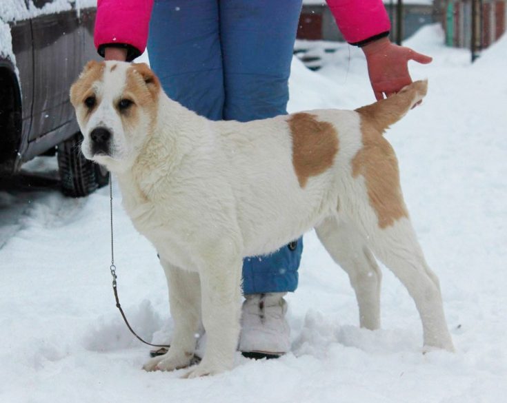Болезни и дефекты породы