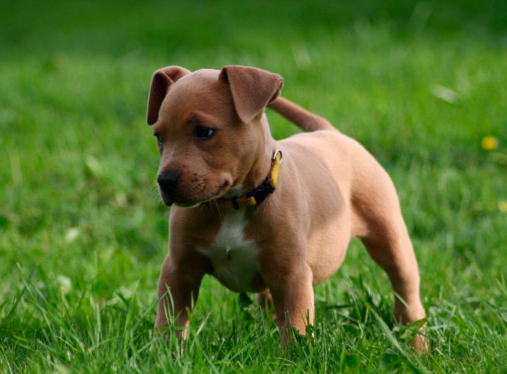 Питбуль (американский питбультерьер) - описание породы, характер и уход